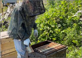 天然はちみつ83フッターイメージ